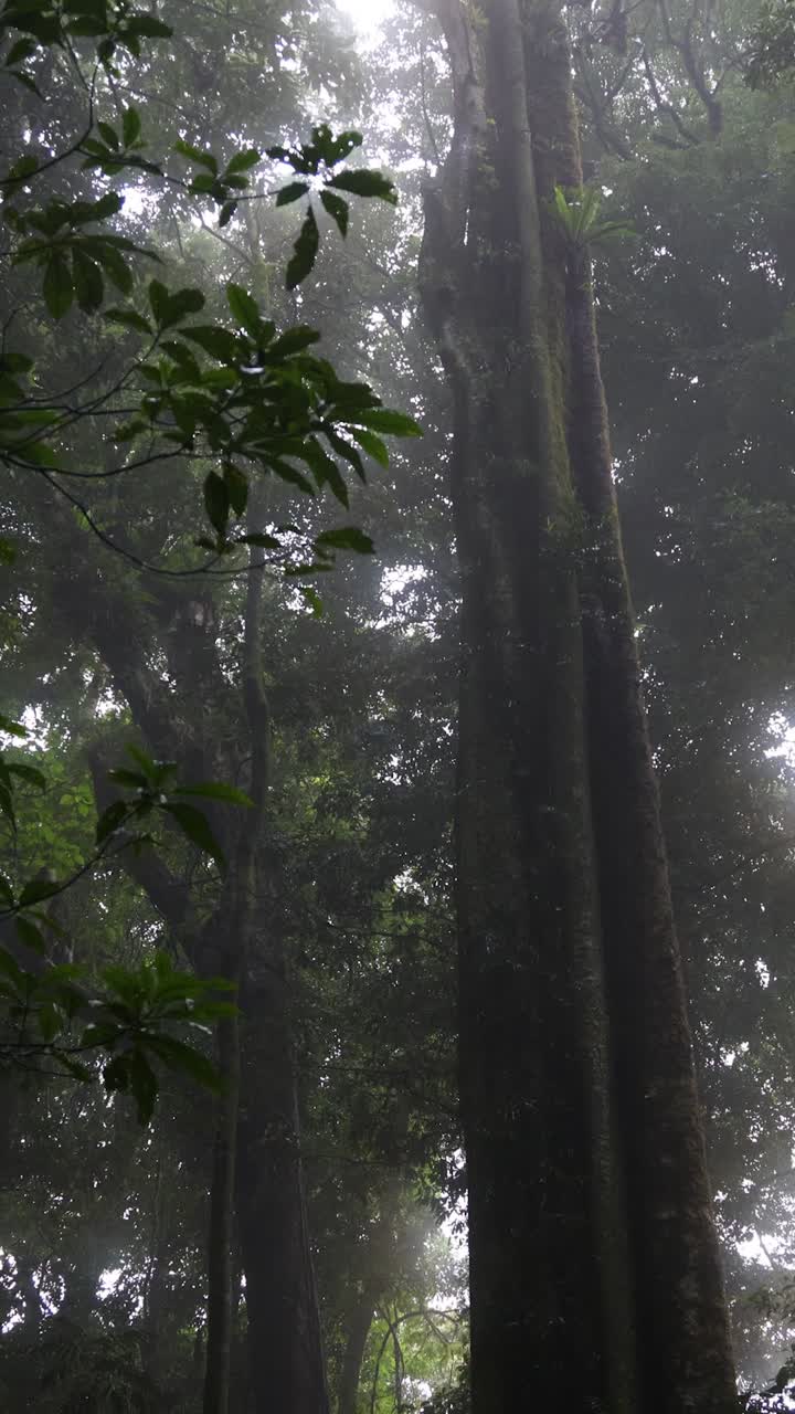 Sunlight piercing through a dense, misty forest