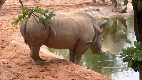 closed-up view, lateral side of a massive white african rhinoceros drinking water in a sandy aera