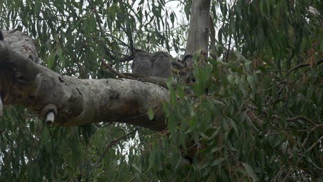 Tawny-Frogmouth-Paar-Schläft-Auf-Einem-Gummibaum,-Kippt-Nach-Oben