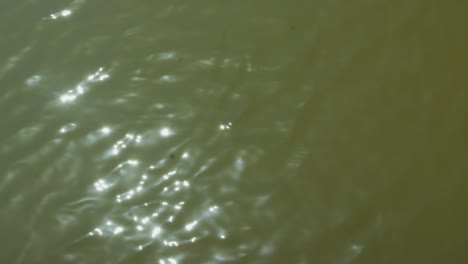 still camera clip captures sunlight piercing through murky pond water, transforming its surface into textured canvas of liquid gold. ideal for nature documentaries or poetic visuals