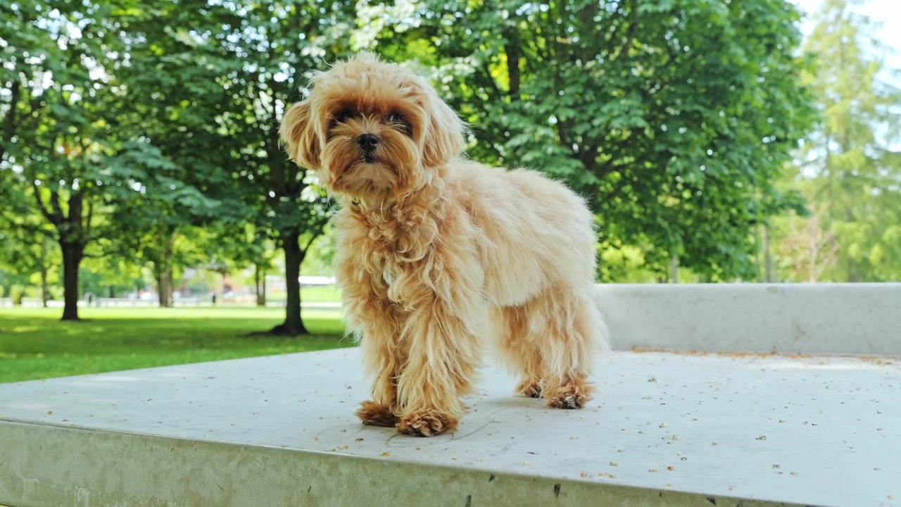 Cane Maltipoo soffice in piedi con orgoglio in un parco verde e soleggiato prima di allontanarsi.