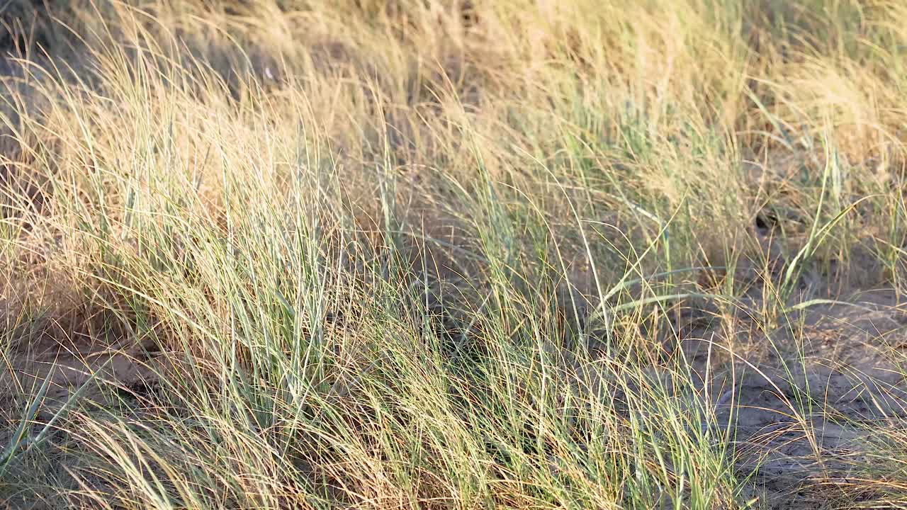 Golden European Marram Grass gently sways in the breeze under soft natural light at Bellarine Peninsula, Victoria, Australia