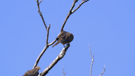 vista trasera de una paloma de luto en una rama sin hojas