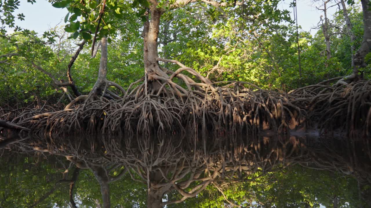 Fitta foresta di mangrovie con radici aeree esposte che si riflettono in acque calme, che mostrano l'ecosistema delle zone umide costiere a Malindi, in Kenya