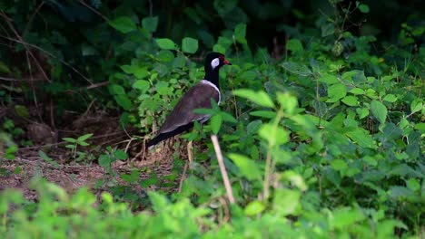 the red-wattled lapwing is one of the most common birds of thailand