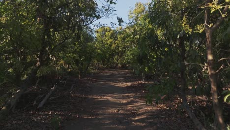 pathway in the middle of an avocado orchard near tuxpan, jalisco, mexico