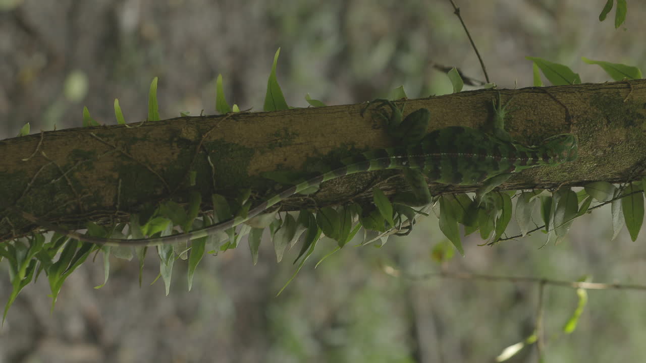 зеленая игуана на стволе дерева в тропических лесах амазонки в бразилии
