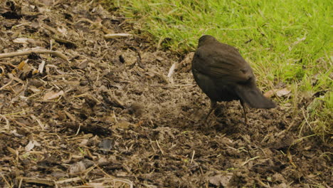 common blackbird looking for something to eat on the ground