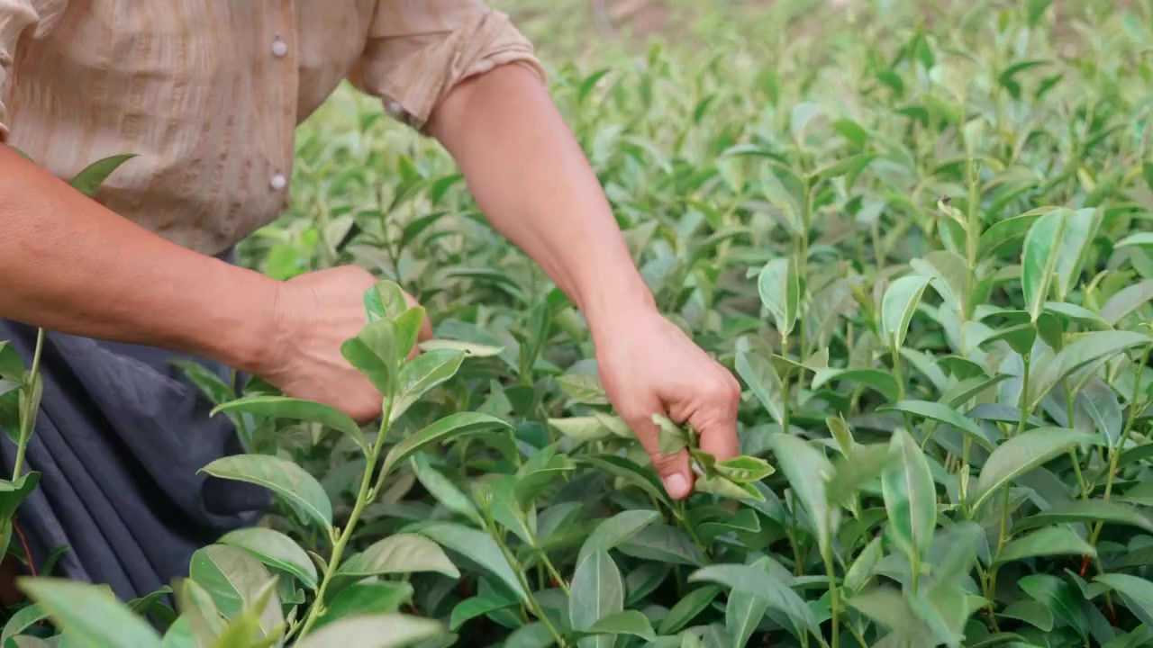 Woman picking tea close up