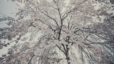 white sakura blossoms in radiant full bloom during hanami season in kyoto, japan