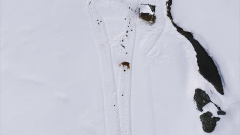 horse walking in snowy. aerial top-down ascending, copy space