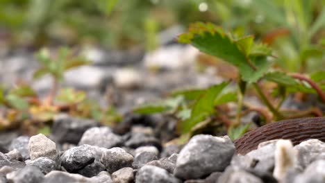 Macro-shot-of-a-brown-slug-crawling-from-the-left-side-and-exiting-the-frame-on-the-right-side