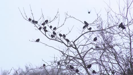 Gruppe-Kleiner-Schwarzer-Vögel,-Die-In-Der-Spitze-Eines-Verwelkten-Baumes-Sitzen,-Während-Einige-Vögel-An-Einem-Verschneiten-Tag-In-Schottland-Herumfliegen