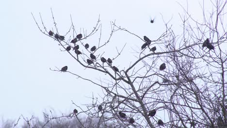 group of small black birds sitting in a top of a withered tree while some birds are flying around on a snowy day in scotland