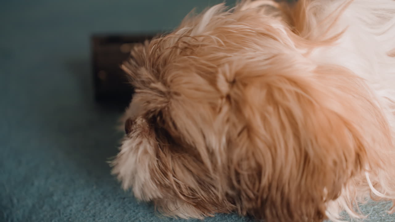 Young Dog Investigates, Adventurous Pup Engages With Surroundings, Playful Puppy Chews And Explores Various Textures, Curious Puppy Interacts With Remote Control And Carpet Textures