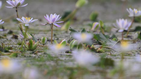 water lily flowers in morning