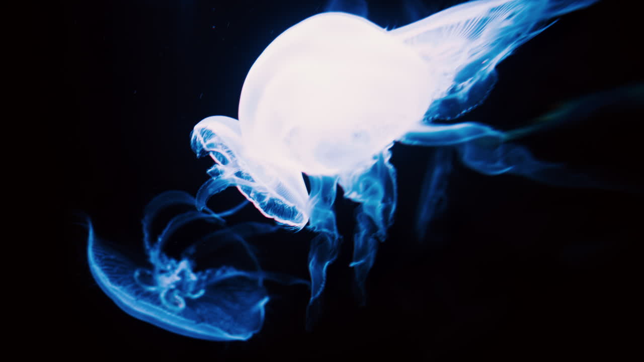 Close up of Moon jelly swimming in the pitch black water