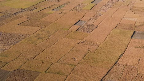 cinematic aerial view of rice paddy fields, bangladesh