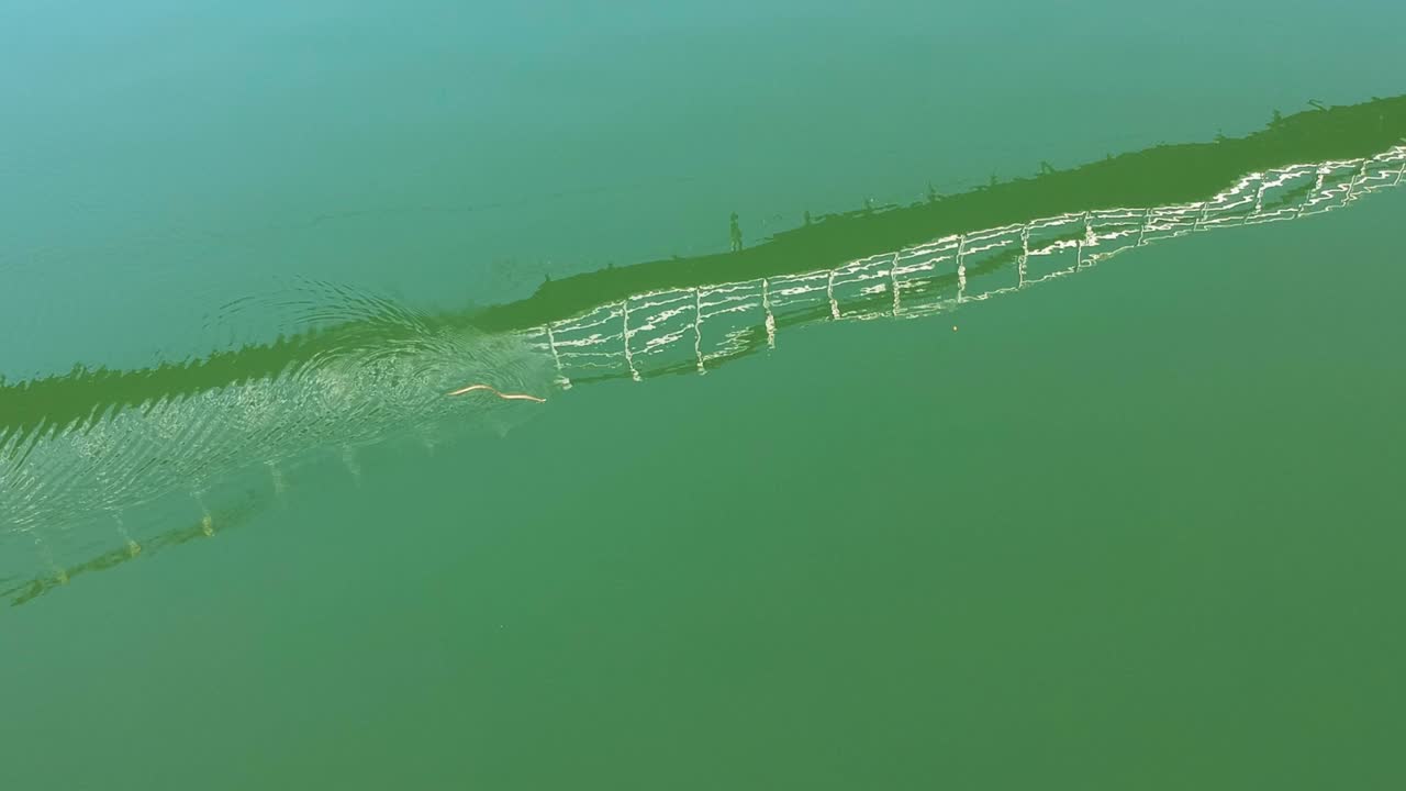 물 위를 기어가는 뱀