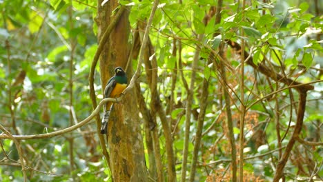 realtime footage of a tropical blue and yellow bird with striped long tail feathers, perched on a long vine, carefully watching it's surroundings, shot in the untouched rainforest of panama