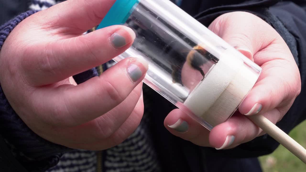 disparo de una rara abeja que se encuentra dentro de un contenedor después de ser atrapada en una red por un conservacionista