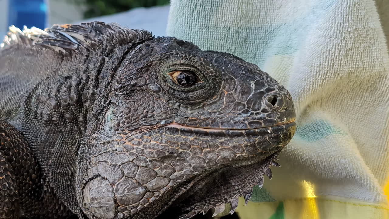 Primo piano della testa di una grande iguana seduta tranquillamente accanto a un asciugamano