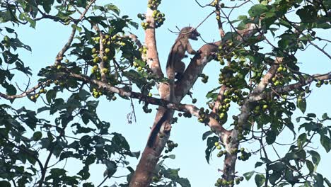 three-striped palm civet arctogalidia trivirgata seen with a fruit in its mouth struggling to chew and swallow and then climbs up fast up the tree, thailand