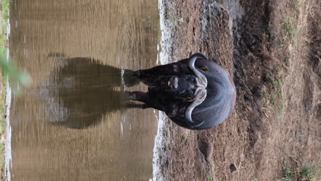 Oxpeckers-Eat-Parasites-On-The-Skin-Of-African-Buffalo-Drinking-Water-In-The-River
