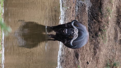 oxpeckers eat parasites on the skin of african buffalo drinking water in the river