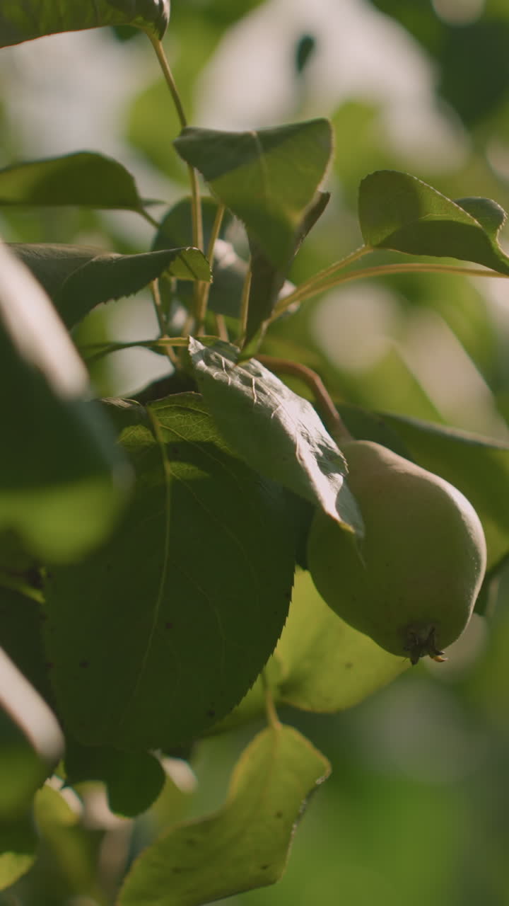 Close-up of leaves fluttering softly in wind under natural sunlight, with a blurred bokeh background of greenery and light reflection with unclear object in the distance background