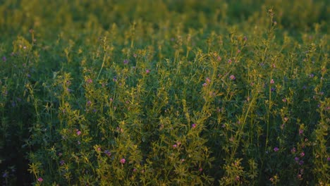 4k-Slow-motion-of-growing-hay-blowing-in-the-wind-at-sunset