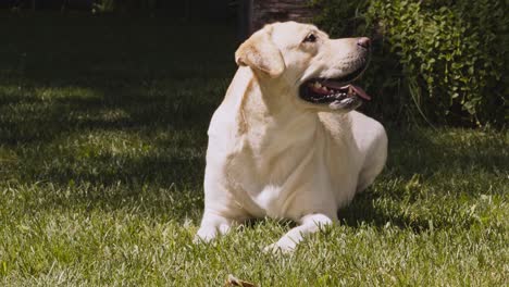 yellow labrador retriever in a garden