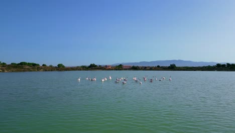 Bandada-De-Elegantes-Pájaros-Flamencos-Se-Mueven-Con-Gracia-A-Través-De-Aguas-Poco-Profundas