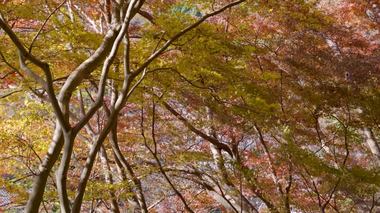 Beautiful fall color forest during autumn with trees in full bloom