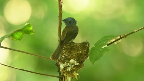 female seen from its back then flies away as the male arrives with some food for their babies in the nest, black-naped blue flycatcher hypothymis azurea, thailand