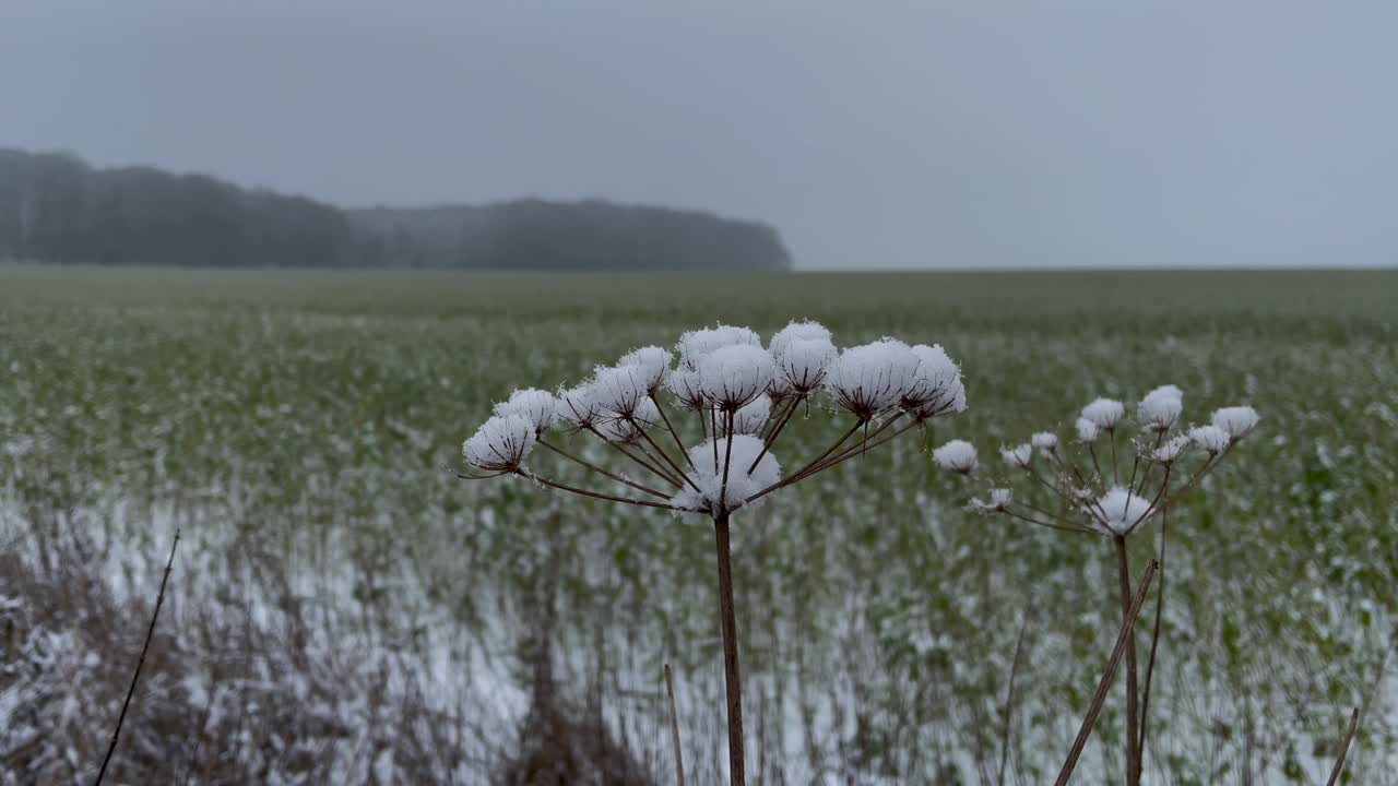primer plano de la flor cubierta de nieve durante el frío día de invierno ondeando en el viento