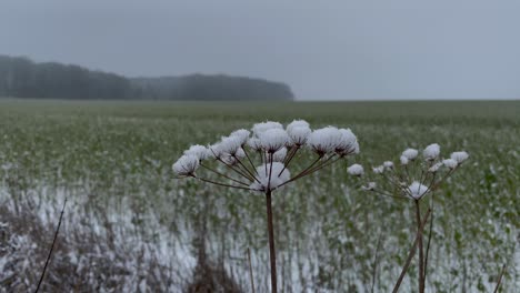 Close-up-shot-of-snow-covered-flower-during-cold-winter-day-waving-in-wind