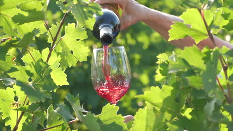 Red-wine-pouring-in-glass-at-vineyards-vine-grapes-at-slow-motion