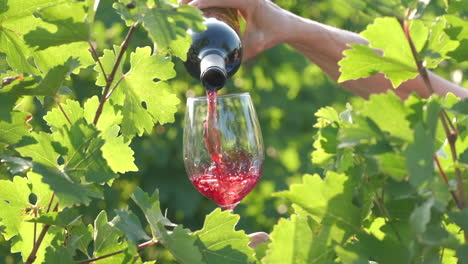 red wine pouring in glass at vineyards vine grapes at slow motion