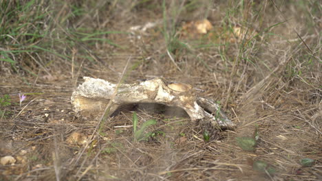 un hueso seco tirado en el suelo en los bosques carmelos, israel