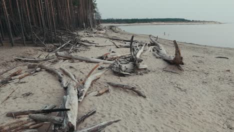 Luftaufnahme-Des-Flusses-Gauja,-Der-In-Die-Ostsee-Mündet,-Golf-Von-Riga,-Lettland,-Zerbrochene-Kiefern-Nach-Einem-Sturm-Und-Angeschwemmte-Ufer