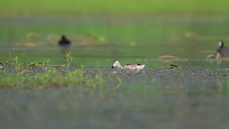 Cotton-pygmy-goose-feeding-in-pond-in-Morning