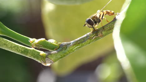 abejorro caminando sobre el tronco del limonero en una vista macro cercana