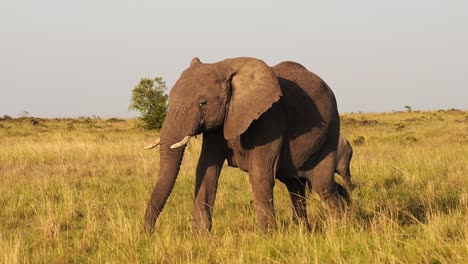 Slow-Motion-of-Baby-Elephant-and-Protective-Mother-Protecting-its-Young-in-Herd-of-Elephants,-African-Wildlife-Animals-in-Maasai-Mara,-Africa,-Kenya,-Steadicam-Gimbal-Tracking-Following-Shot