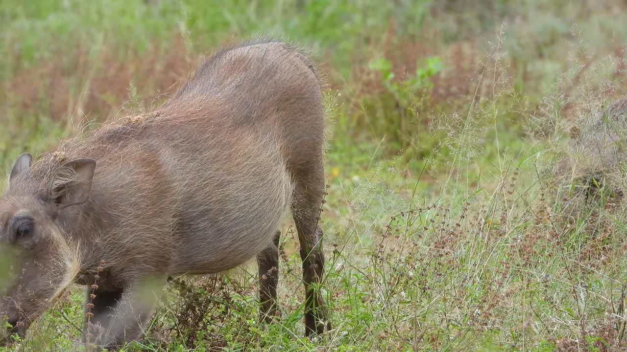 Breathtaking view of Warthogs eating grass in Kruger National Park in South Africa during the spring