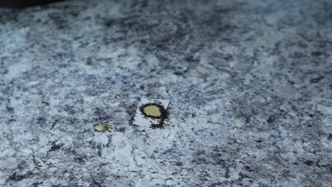 ants eating poison on counter on white cardboard faraway view