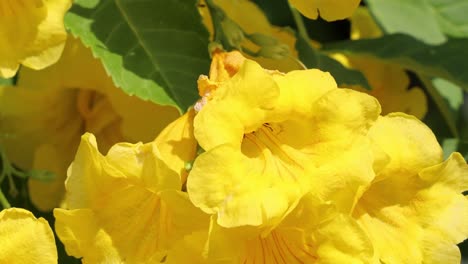 bee visits various blooms in a vibrant garden