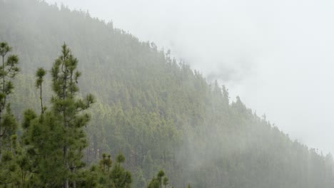 low clouds or fog rolls in over pine tree covered mountain