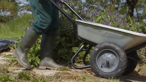 gardener pushing wheelbarrow in the garden with flowers