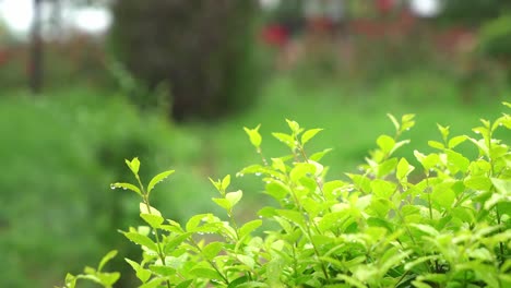 las plantas verdes crecen bajo el alimento de la lluvia.